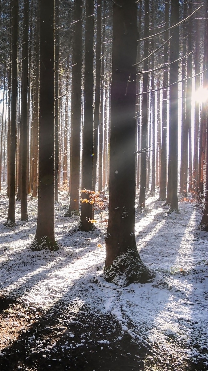 Śnieg pod drzewami w lesie