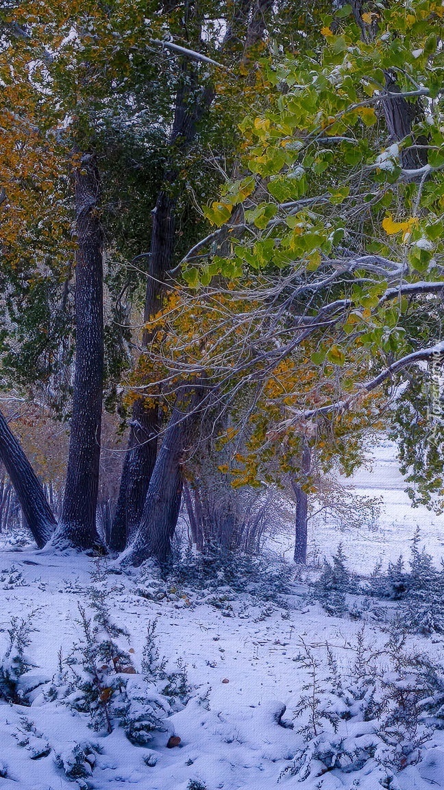 Śnieg pod jesiennymi drzewami