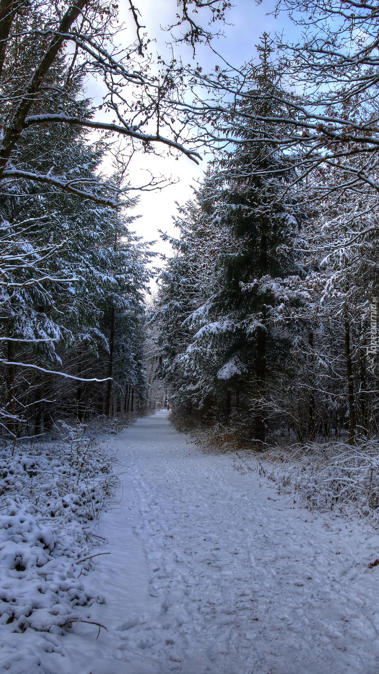 Śnieżna droga w lesie