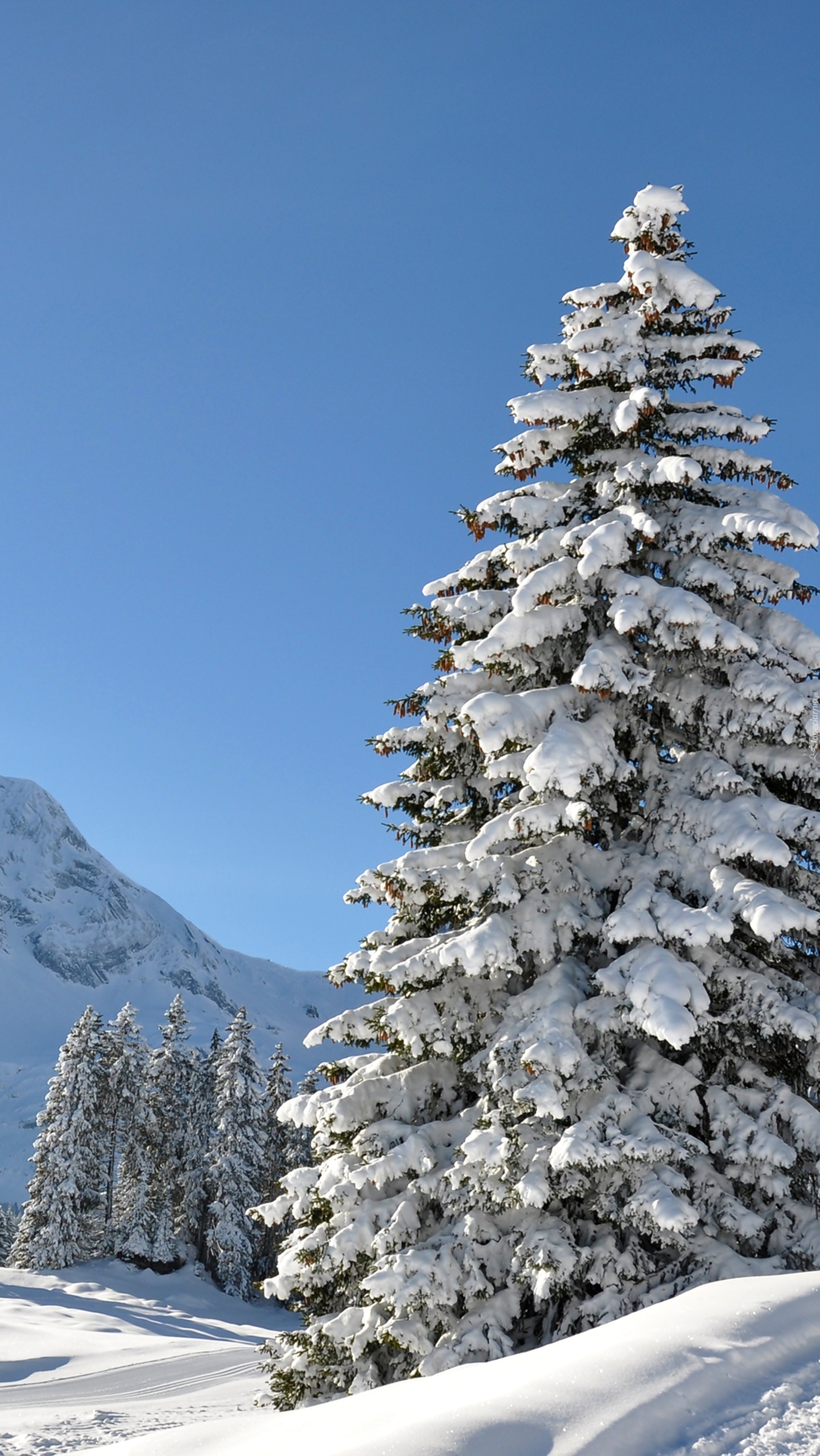 Śnieżna zima króluje w górach i lasach