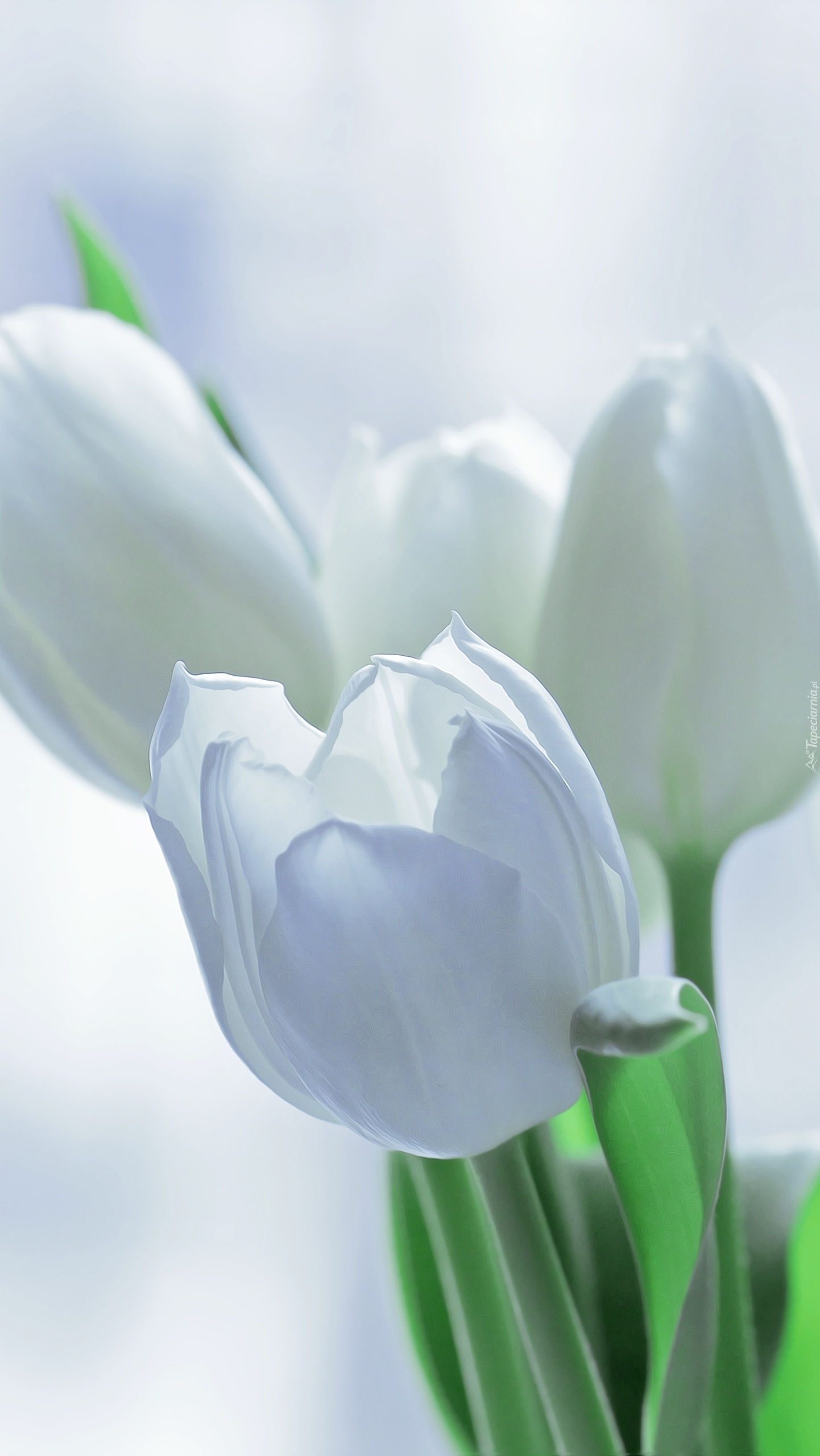 Śnieżnobiałe tulipany