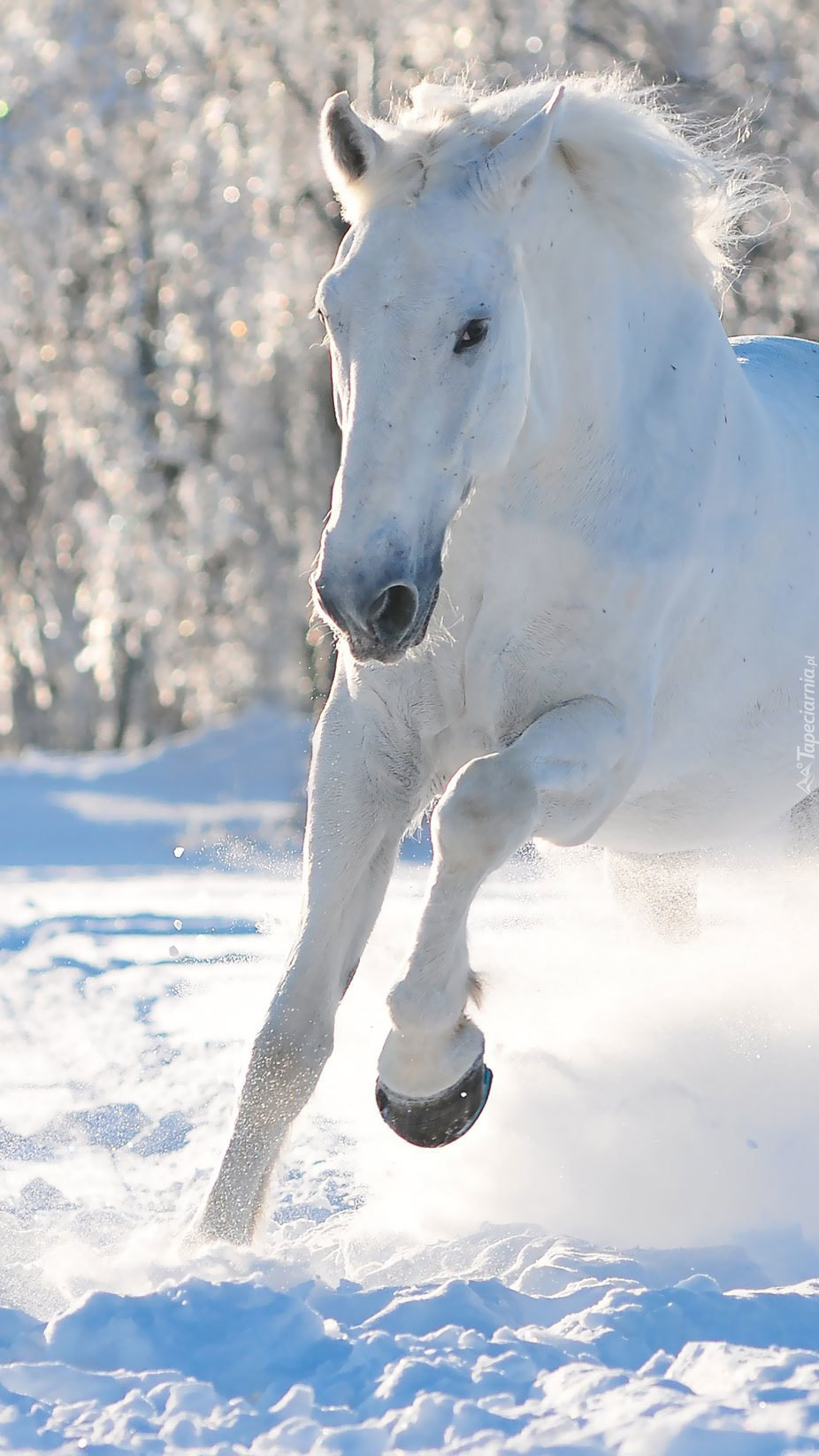 Śnieżny galop