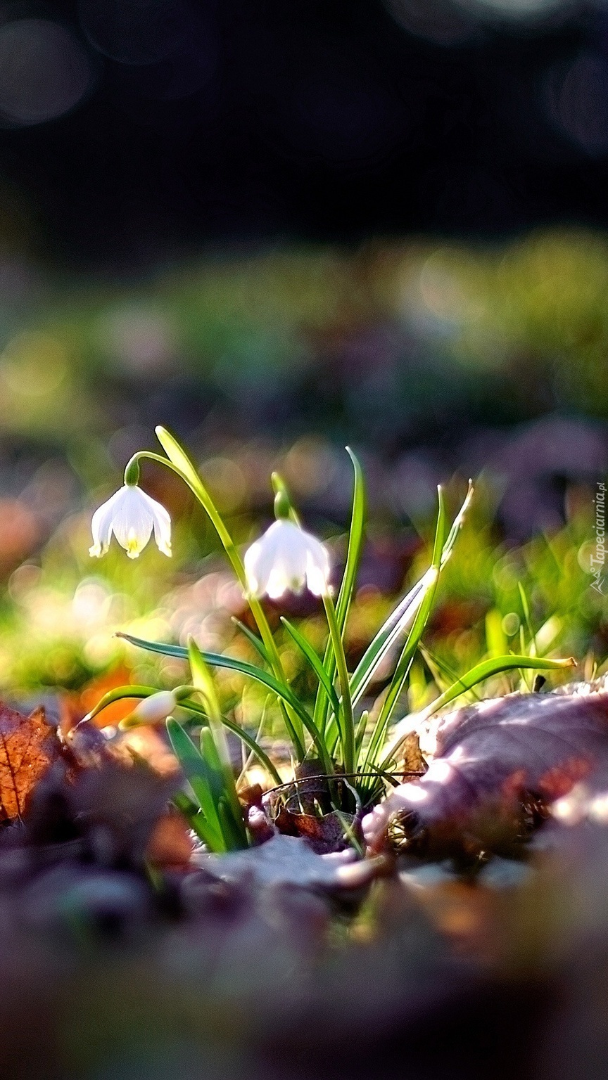 Śnieżyce  w liściach