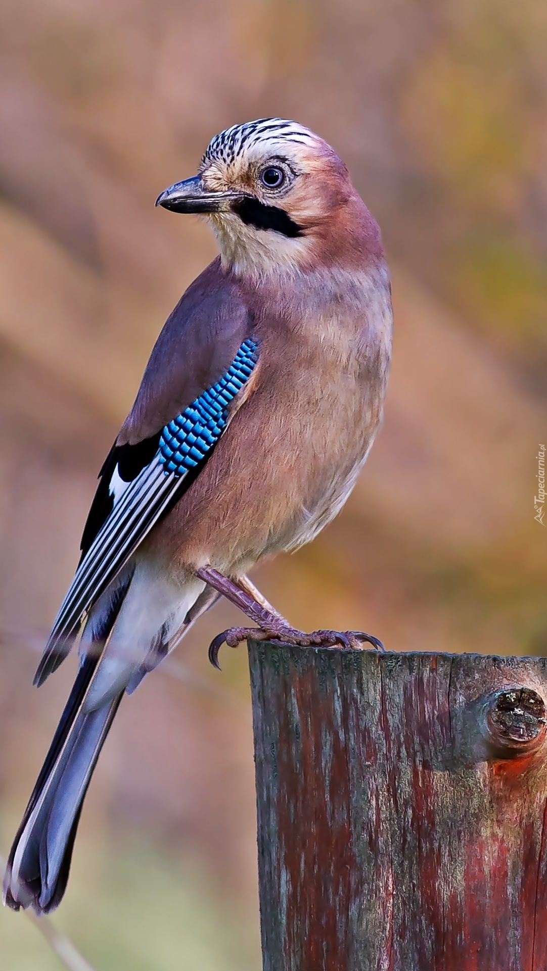 Какая птица мяукает. Сойка пересмешница птица. Сойка garrulus glandarius. Юкатанская Сойка. Сойка хохлатая.