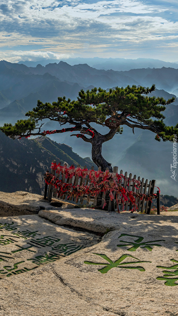 Sosna na skale i góry Mount Hua