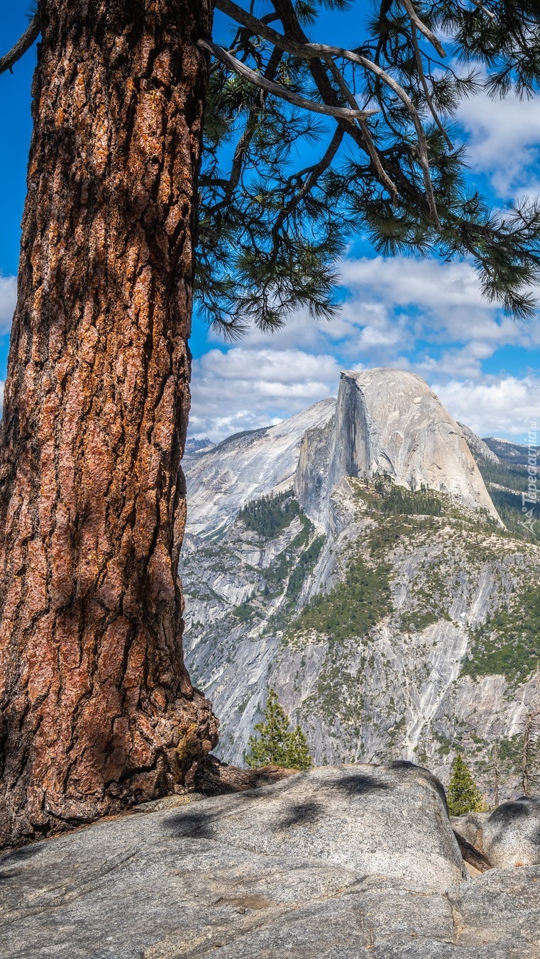 Sosna na skale i szczyt Half Dome