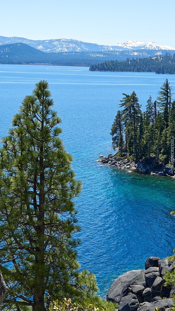 Sosny na skałach nad jeziorem Tahoe