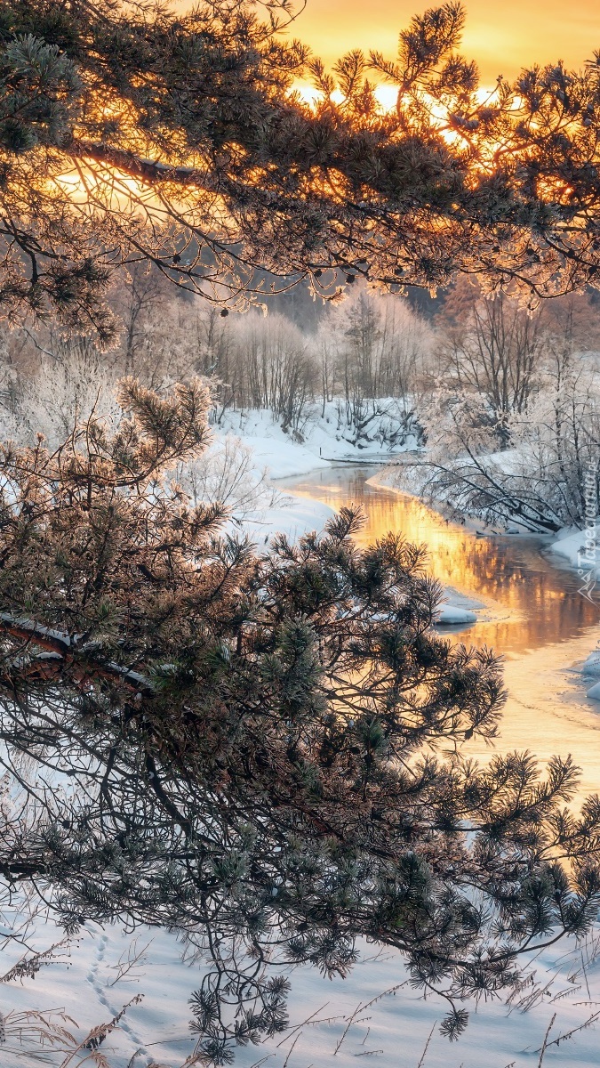 Sosny nad rzeką