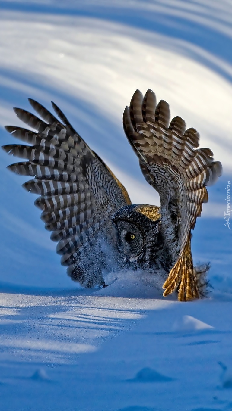 Sowa lądująca w śniegu