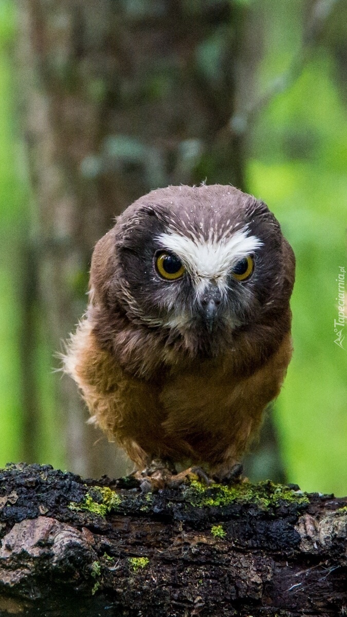 Sowa włochatka na drzewie w lesie