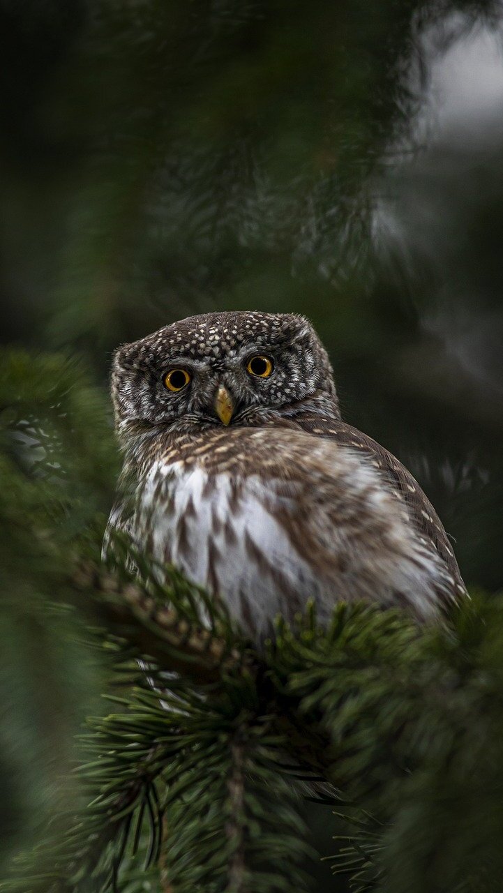 Sóweczka zwyczajna