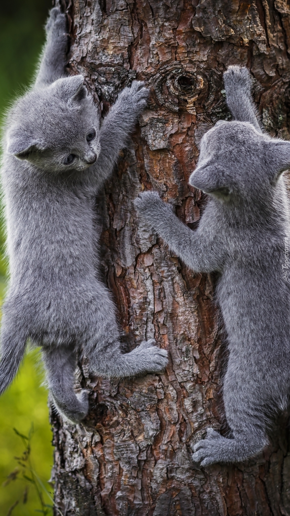 Spacer małych kotków po drzewie