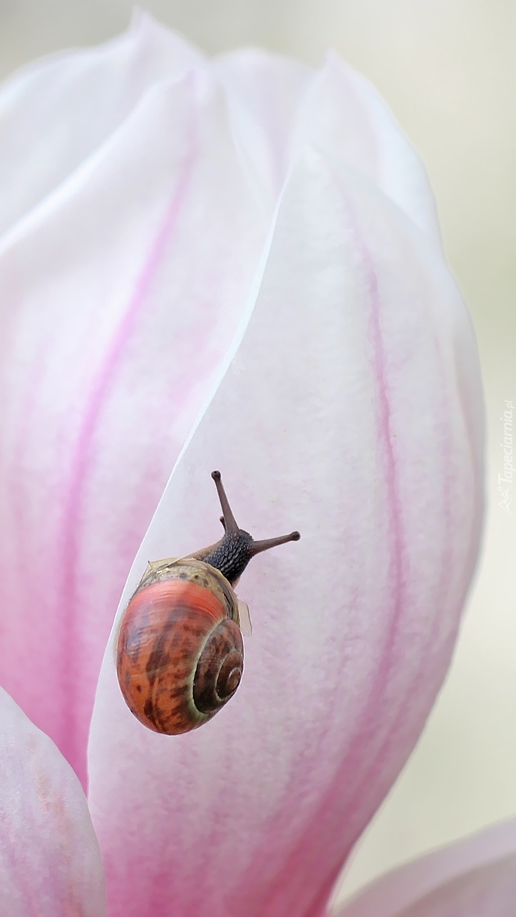 Spacer ślimaka po płatku magnolii