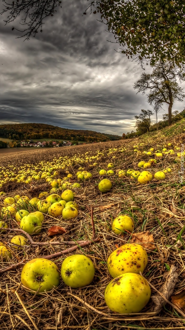 Spady jabłkowe na polu jesienią