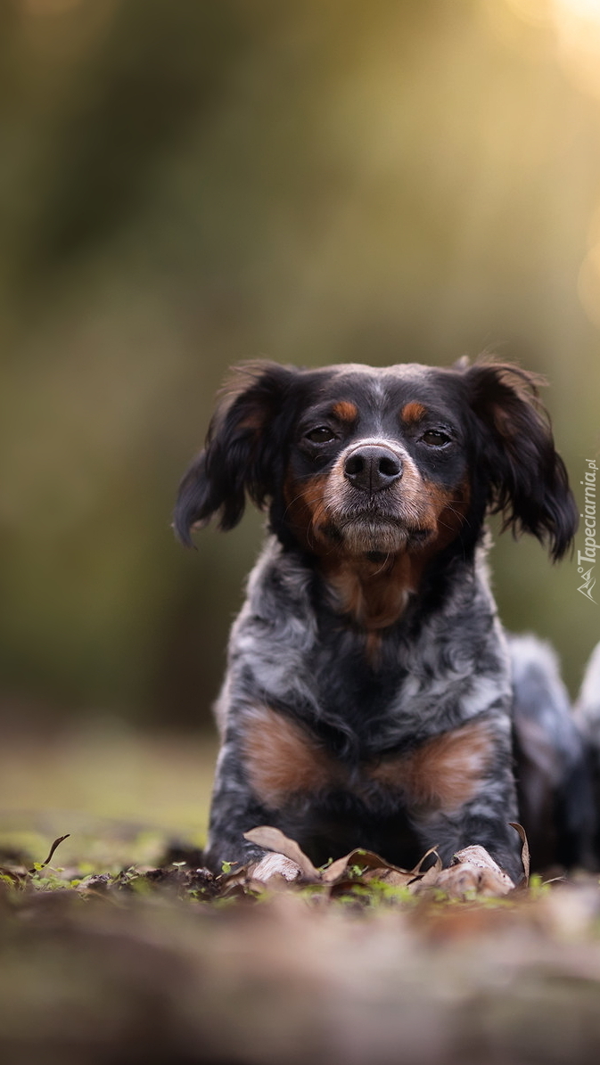 Spaniel bretoński