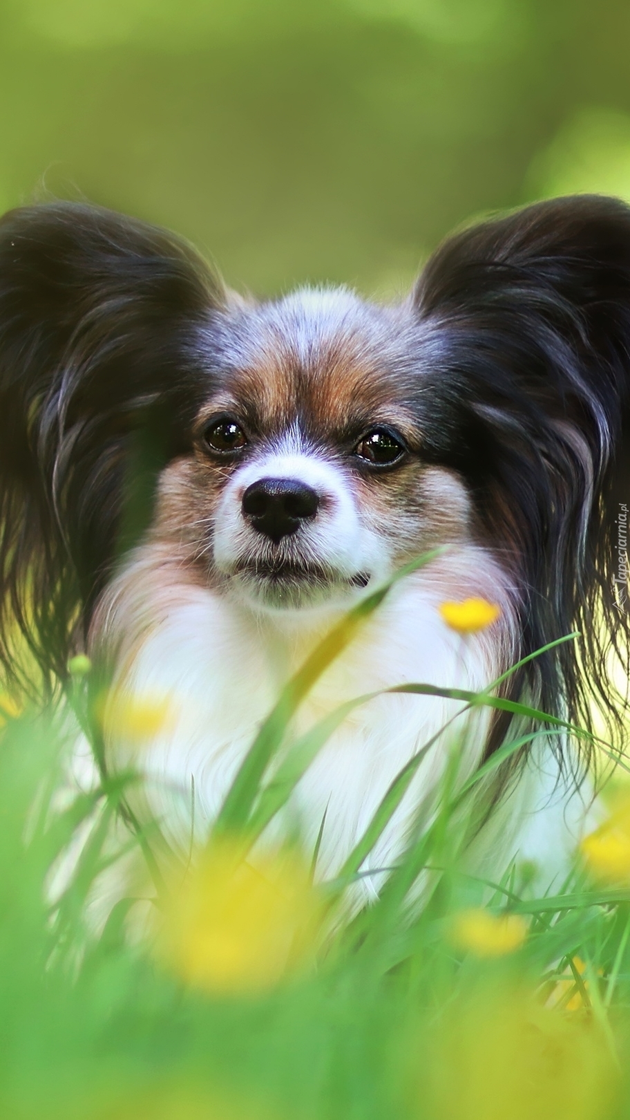 Spaniel kontynentalny Papillon