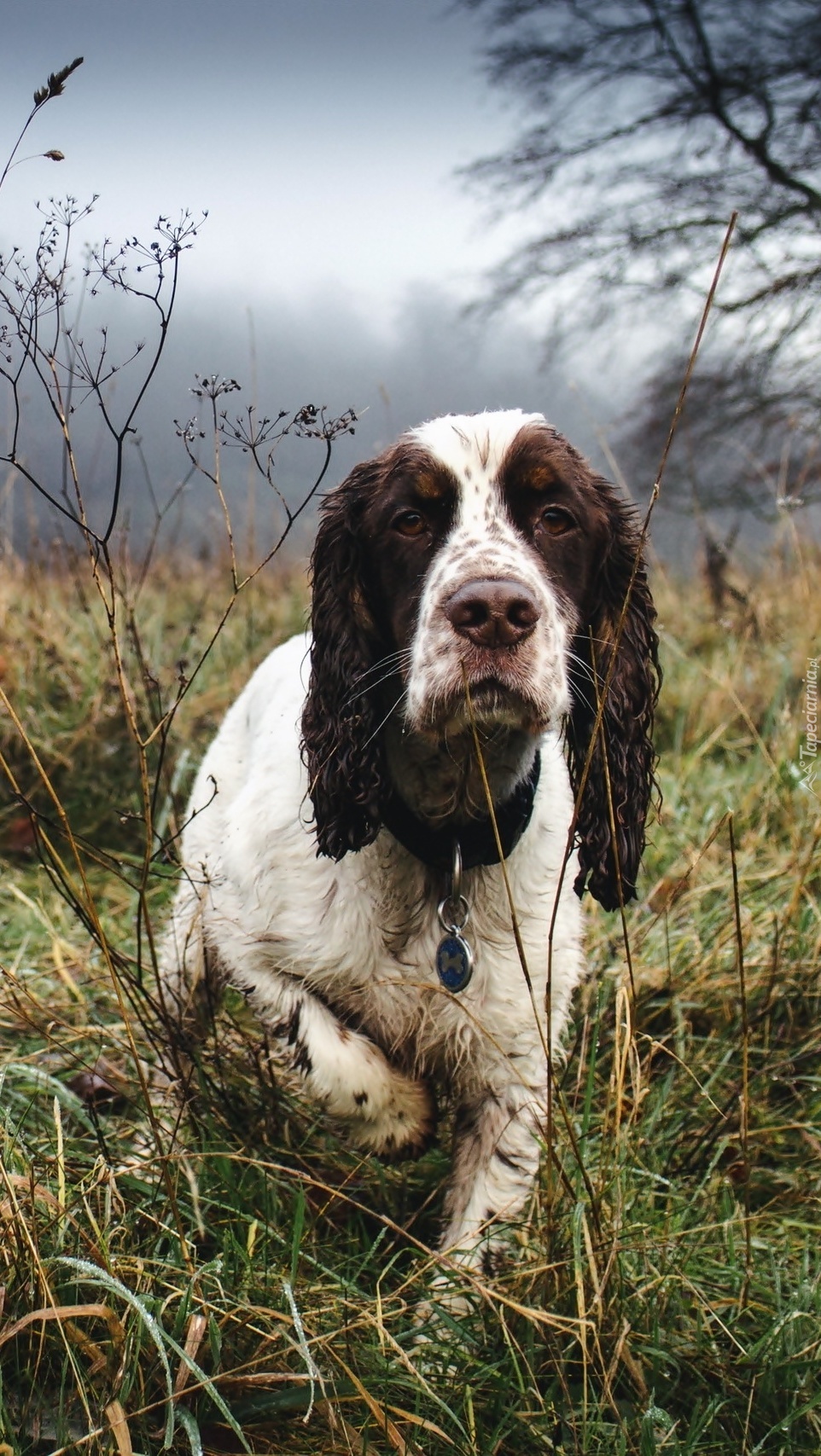 Spaniel na rekonensansie