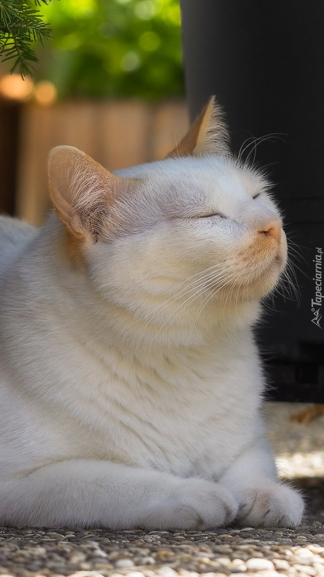 Śpiący biało-rudy kot