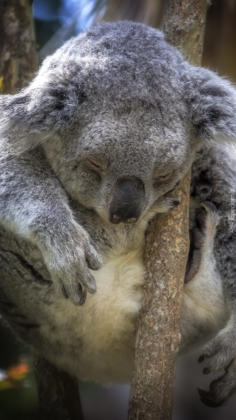 Śpiący koala