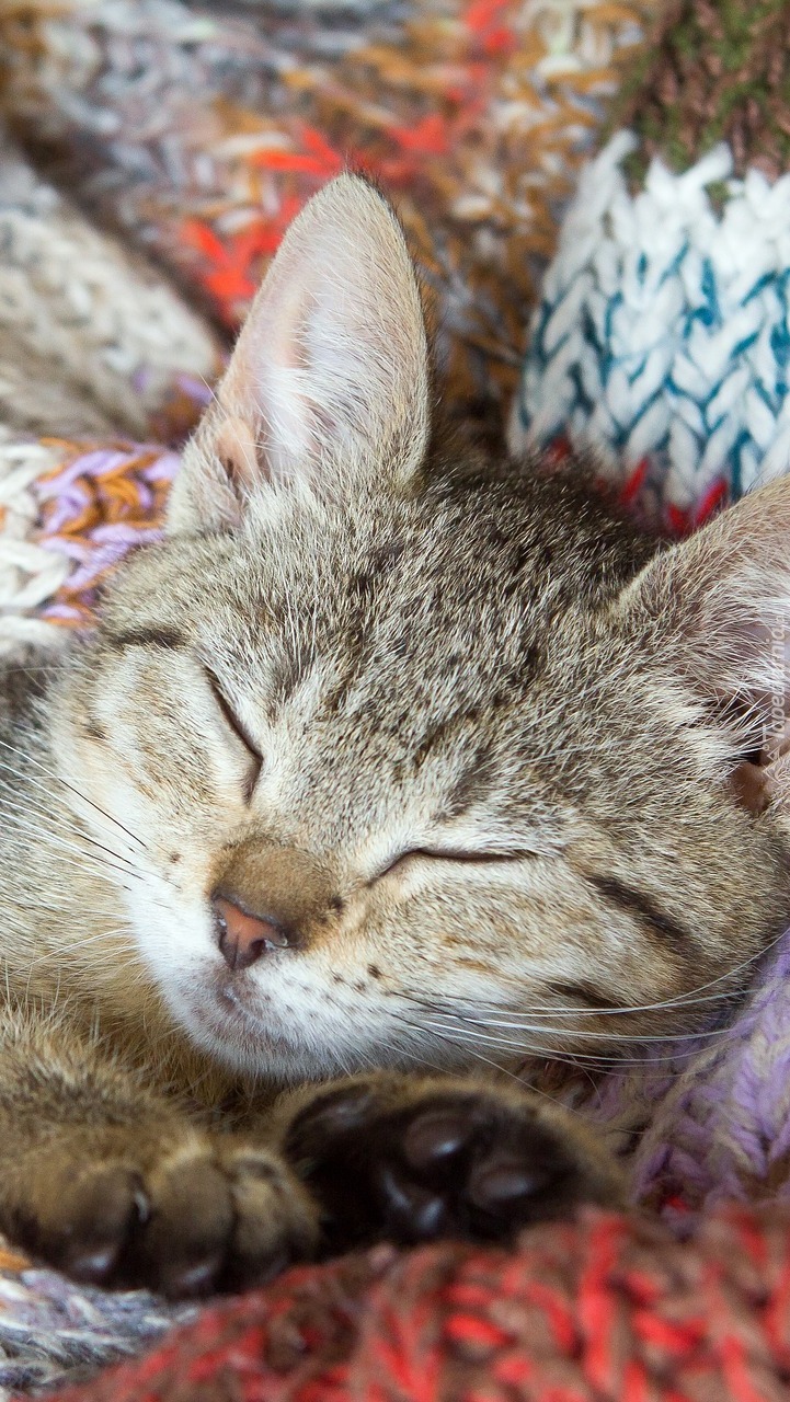 Śpiący kotek w szaliku