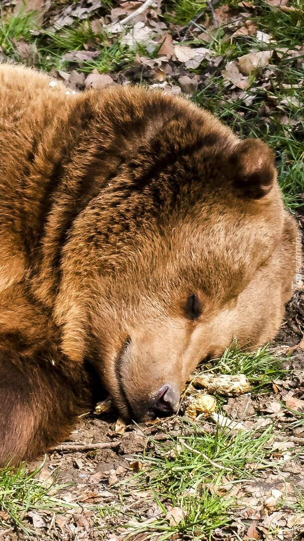 Śpiący niedźwiedź brunatny