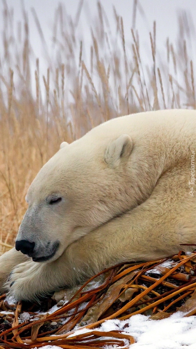 Śpiący niedźwiedź polarny