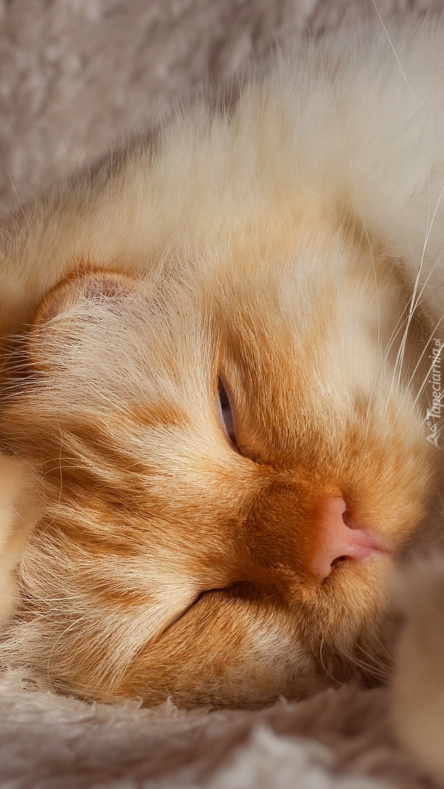 Śpiący rudawy kot