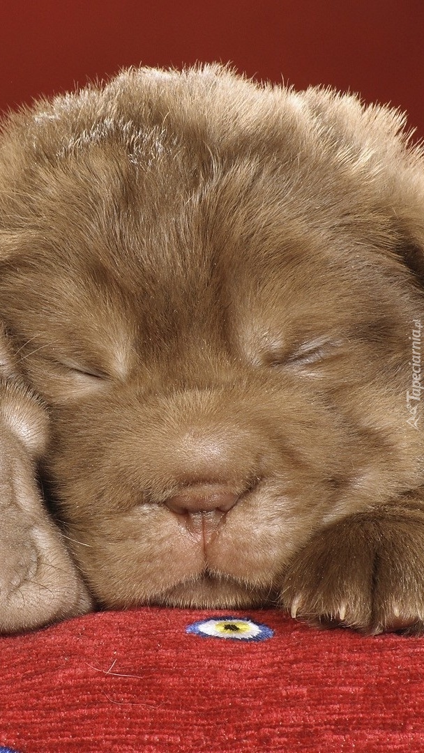 Śpiący shar pei