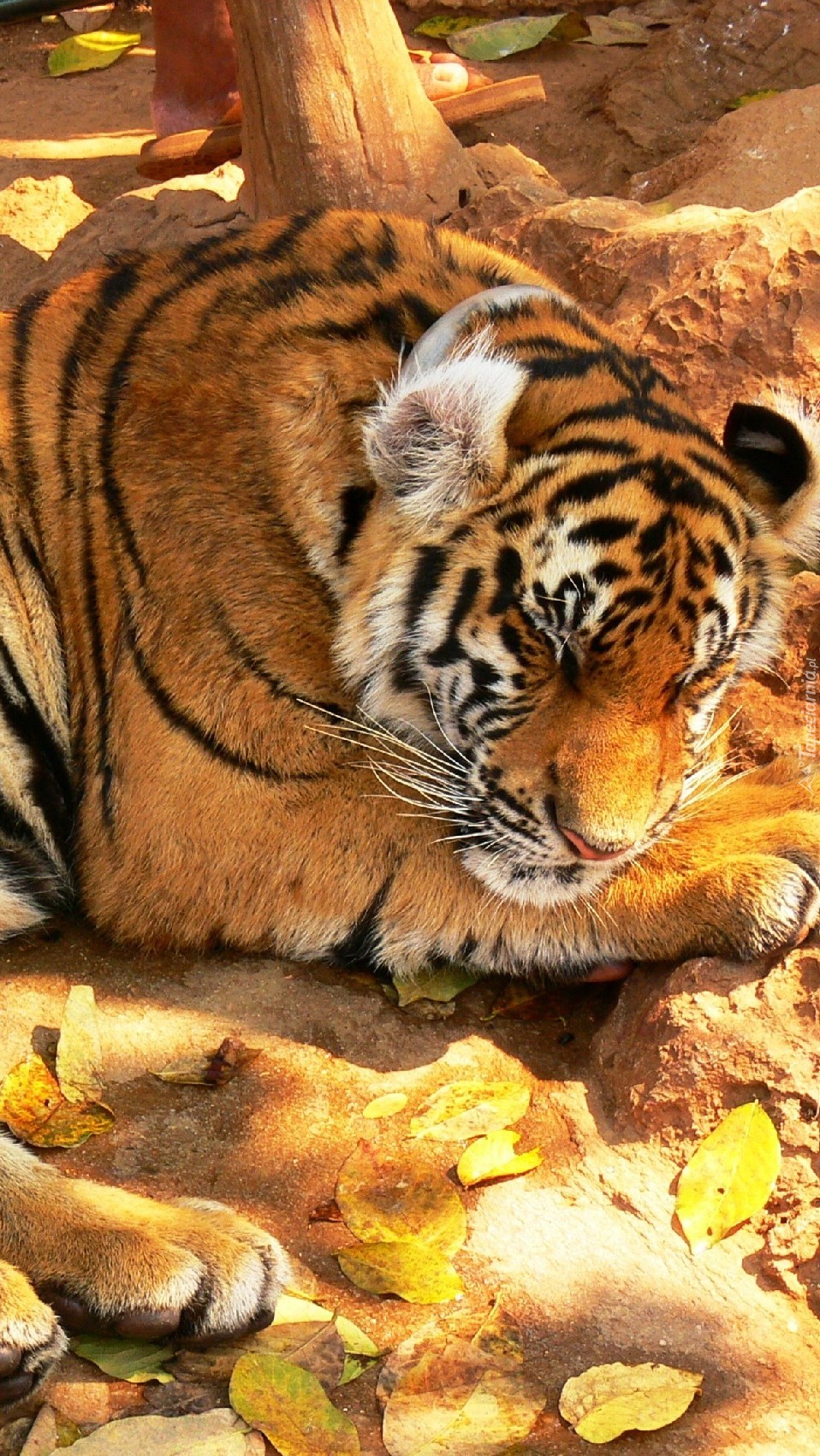 Śpiący tygrys