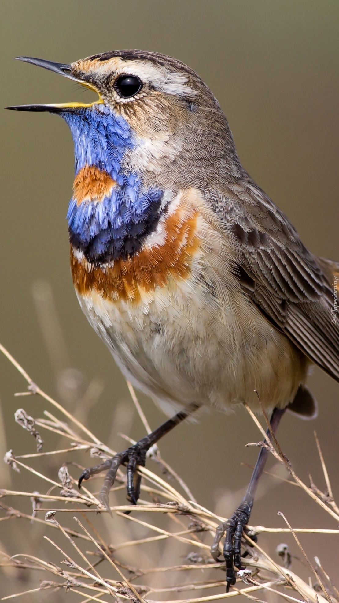 Śpiewający kolorowy ptaszek