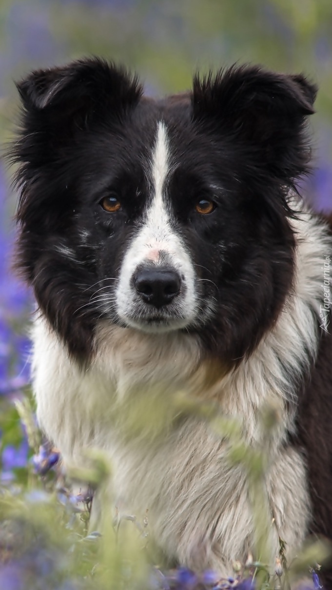 Spojrzenie biało-czarnego psa border collie
