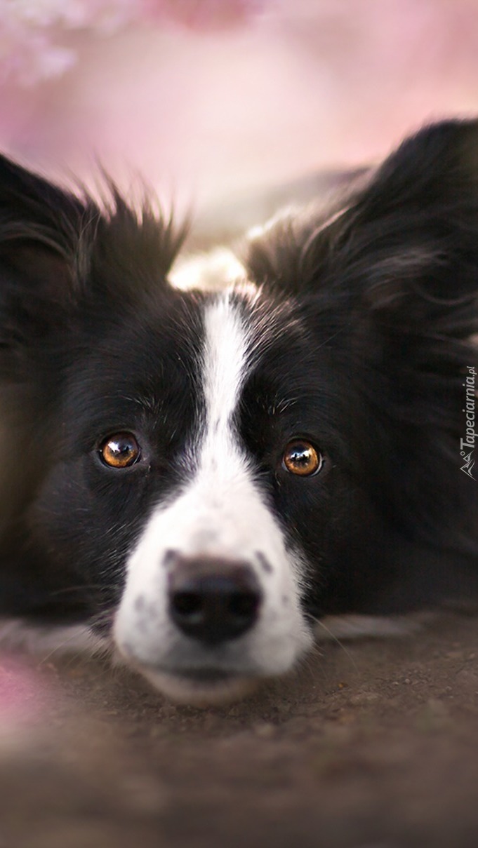 Spojrzenie border collie