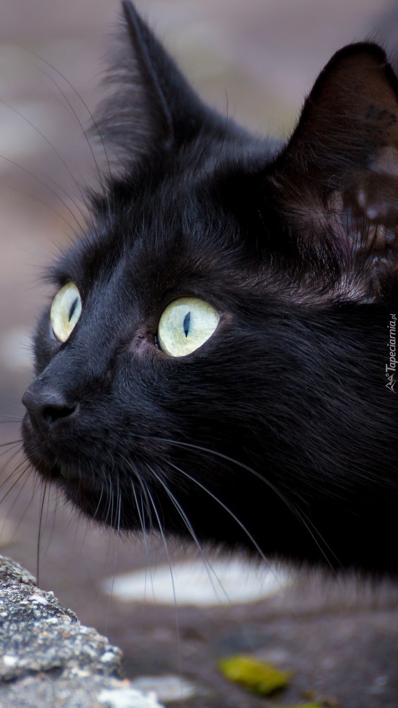 Spojrzenie czarnego kota