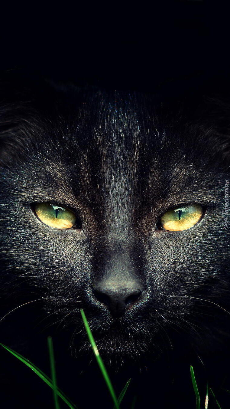 Spojrzenie czarnego żółtookiego kota