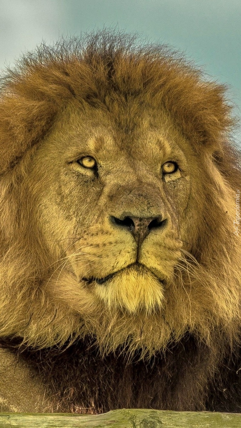 Spojrzenie lwa