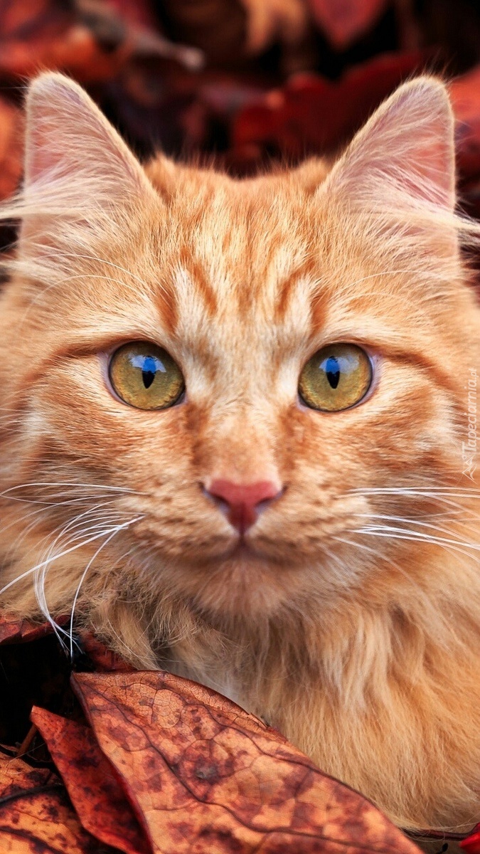 Spojrzenie rudego kota