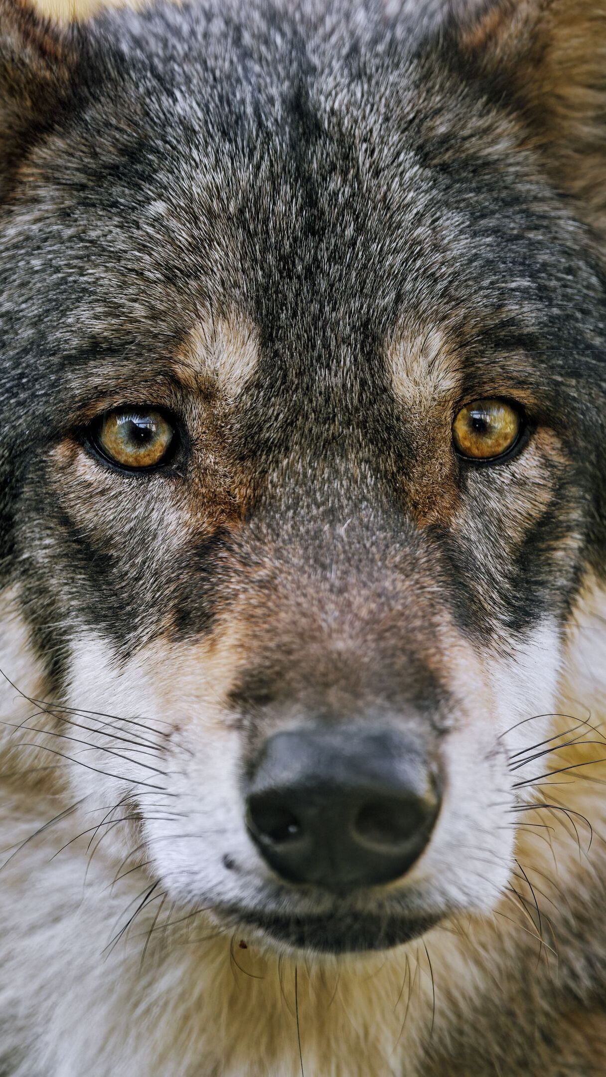 Spojrzenie szarego wilka