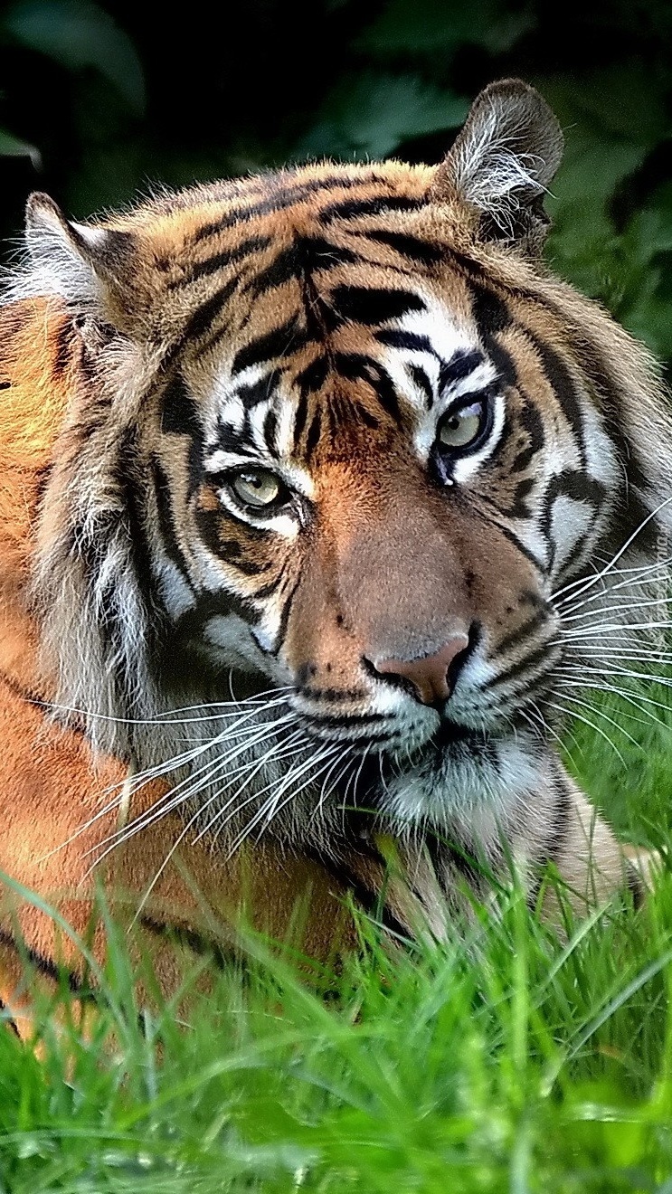 Spojrzenie tygrysa