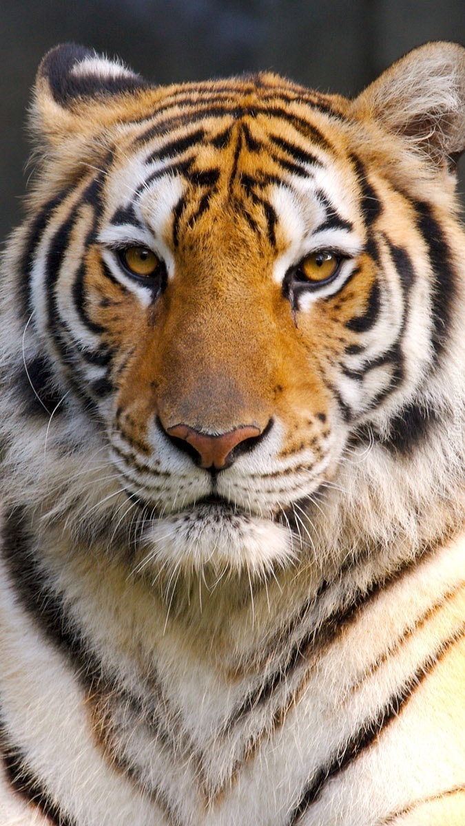 Spokojne spojrzenie tygrysa