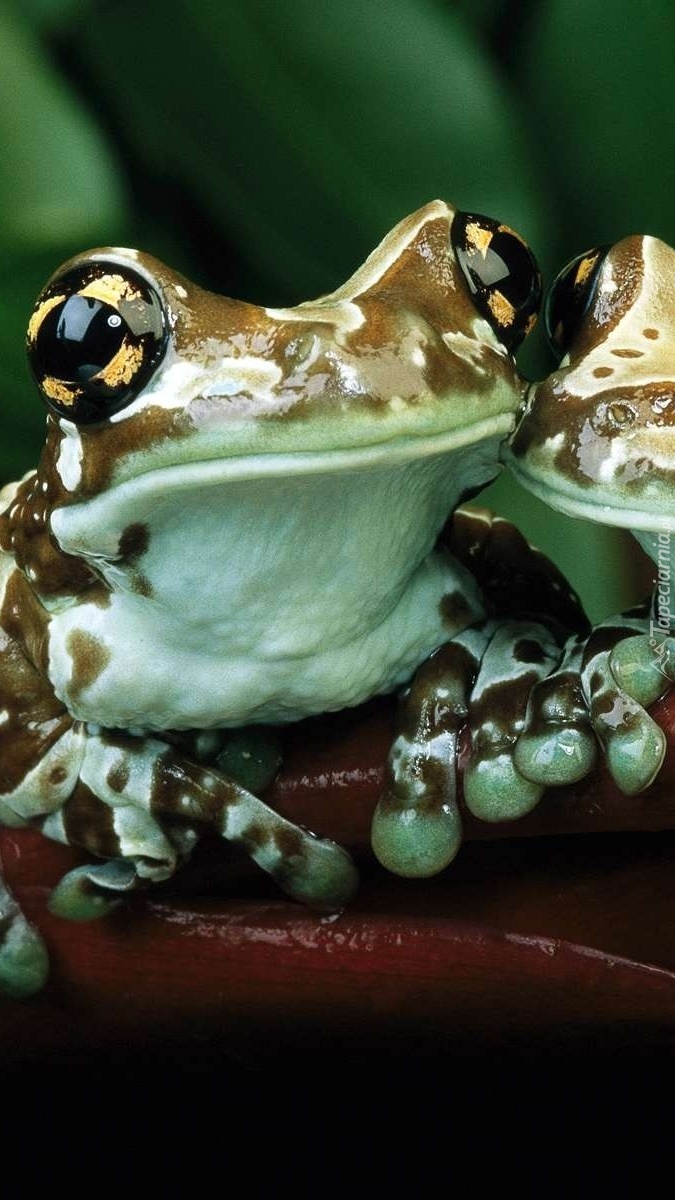 Spotkanie dwóch żabek