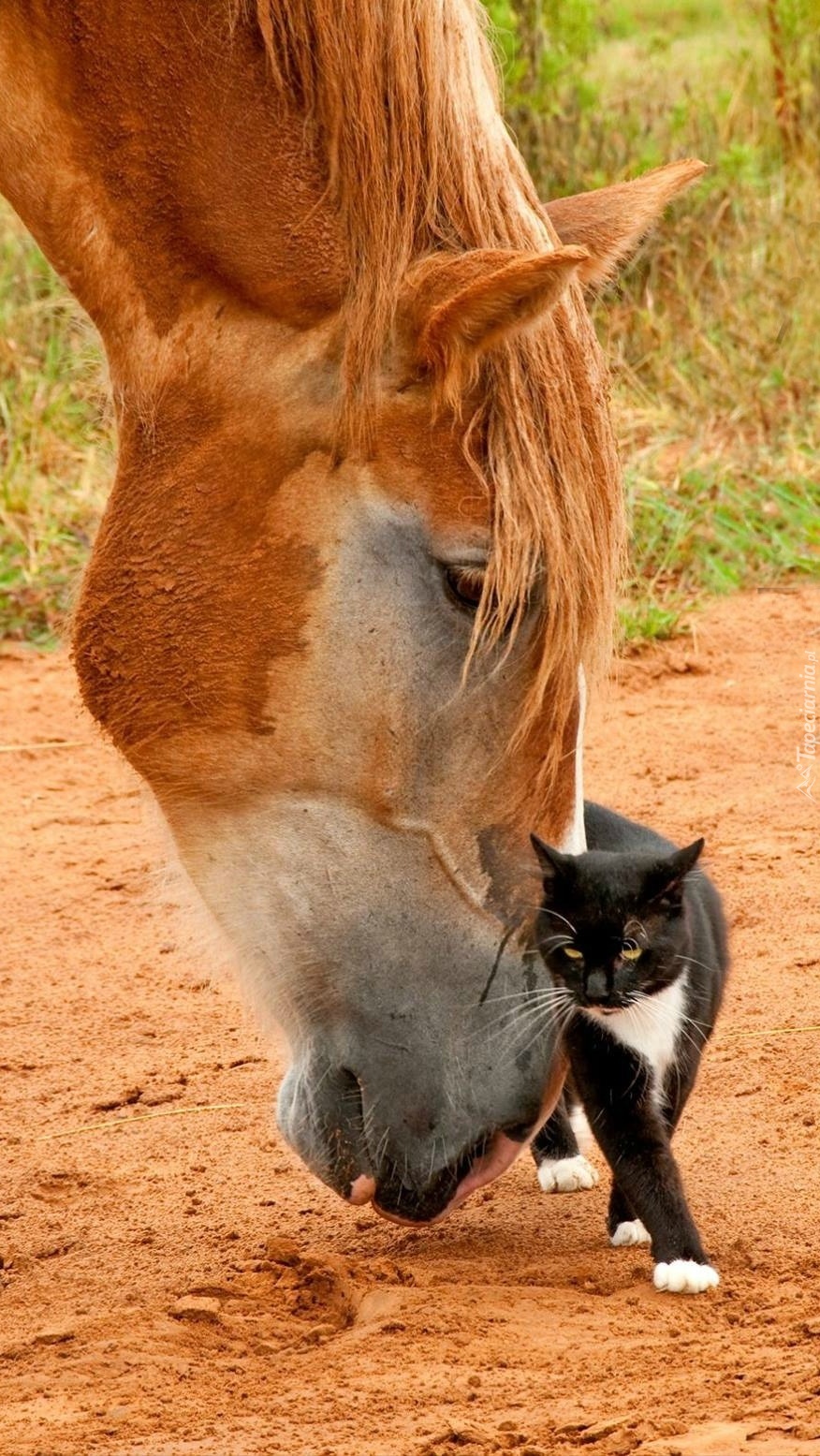 Spotkanie konia z kotem