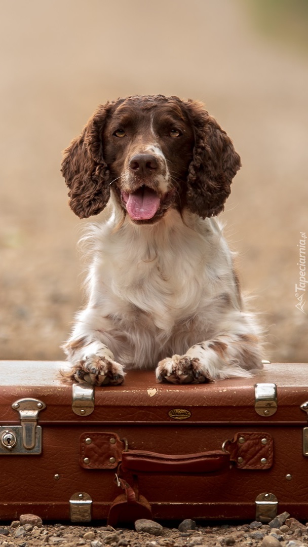 Springer spaniel angielski