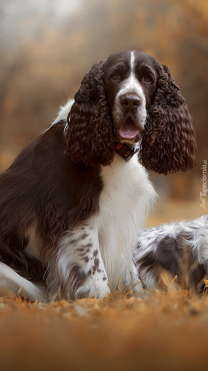 Springer spaniel angielski