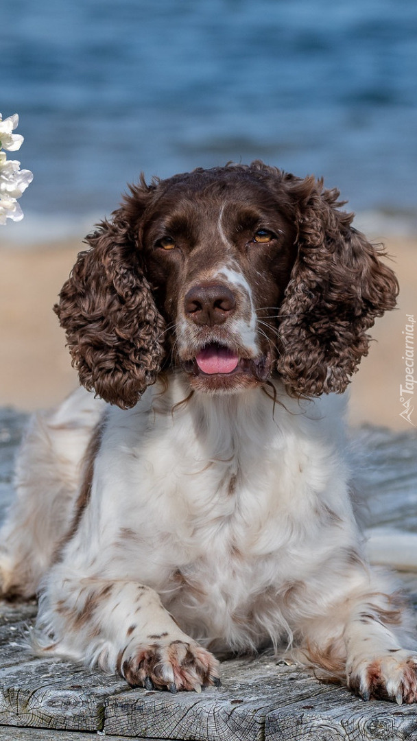 Springer spaniel angielski