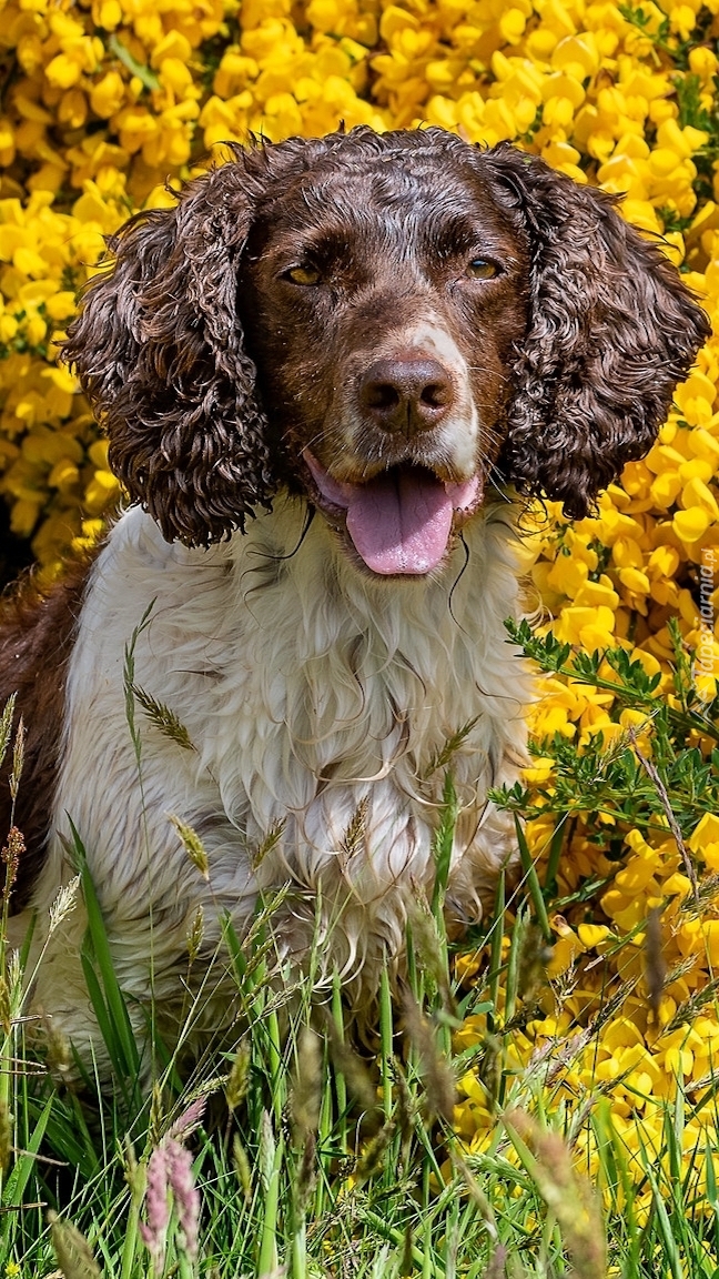 Springer spaniel angielski