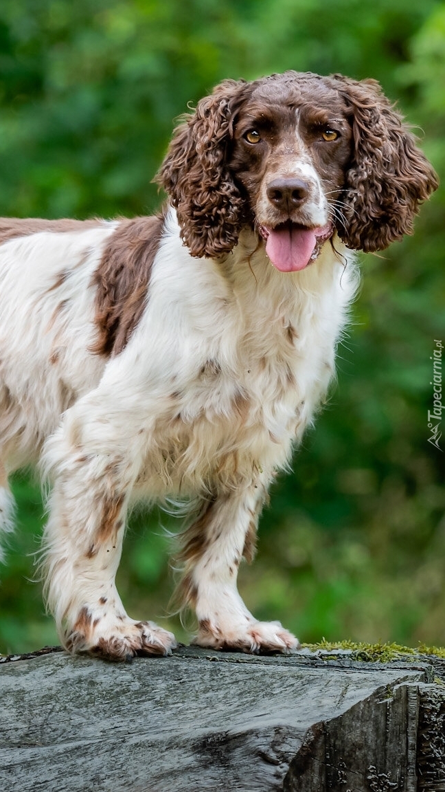 Springer spaniel angielski