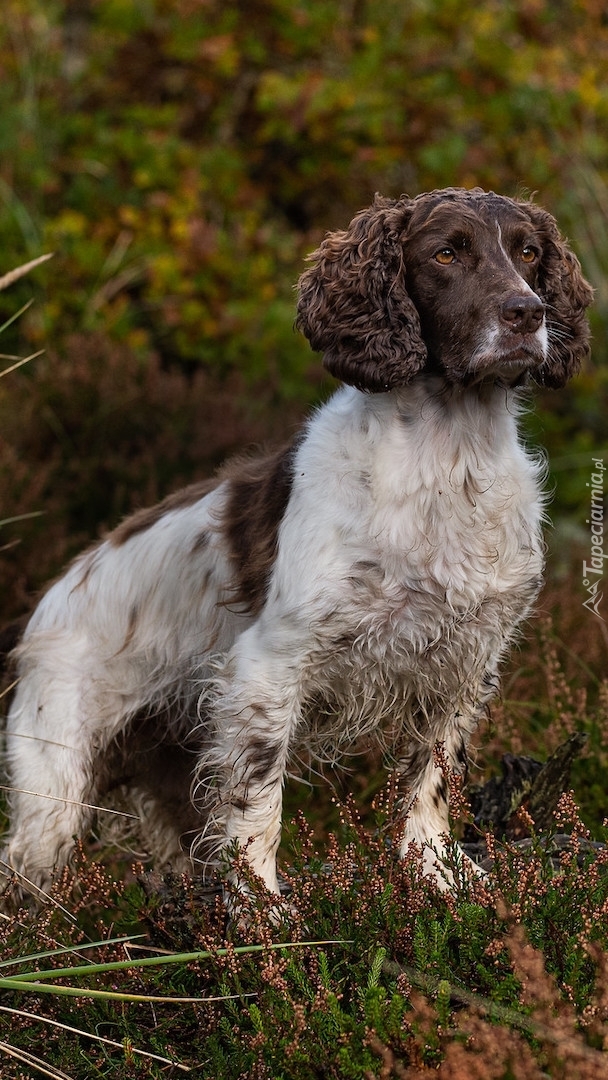 Springer spaniel angielski