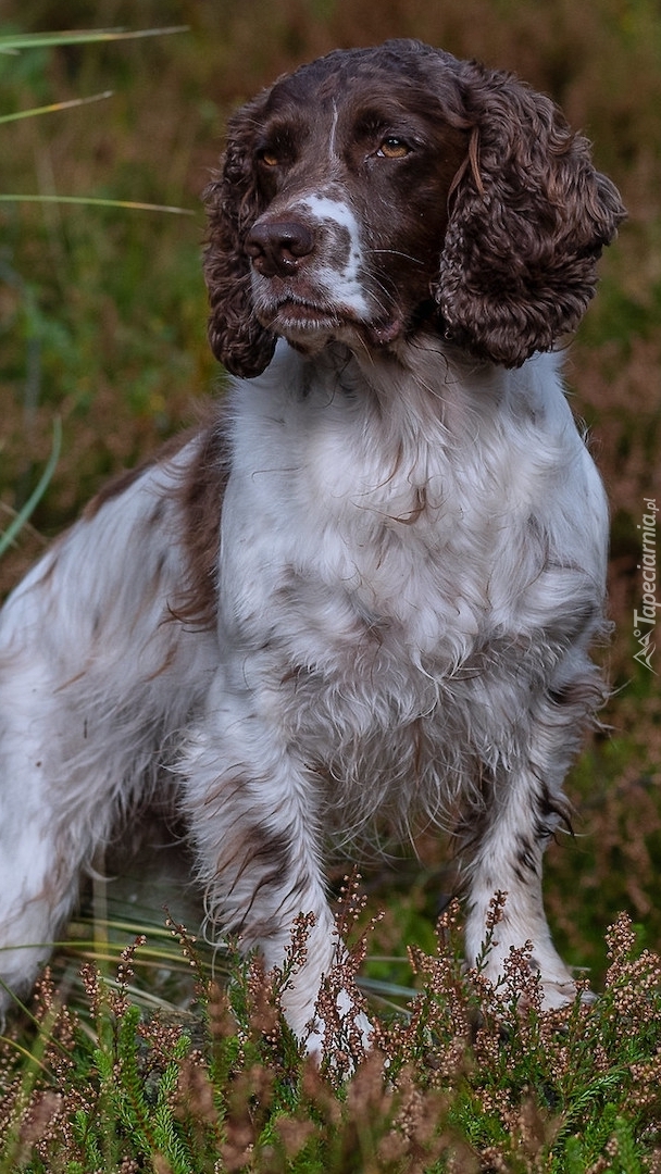 Springer spaniel angielski