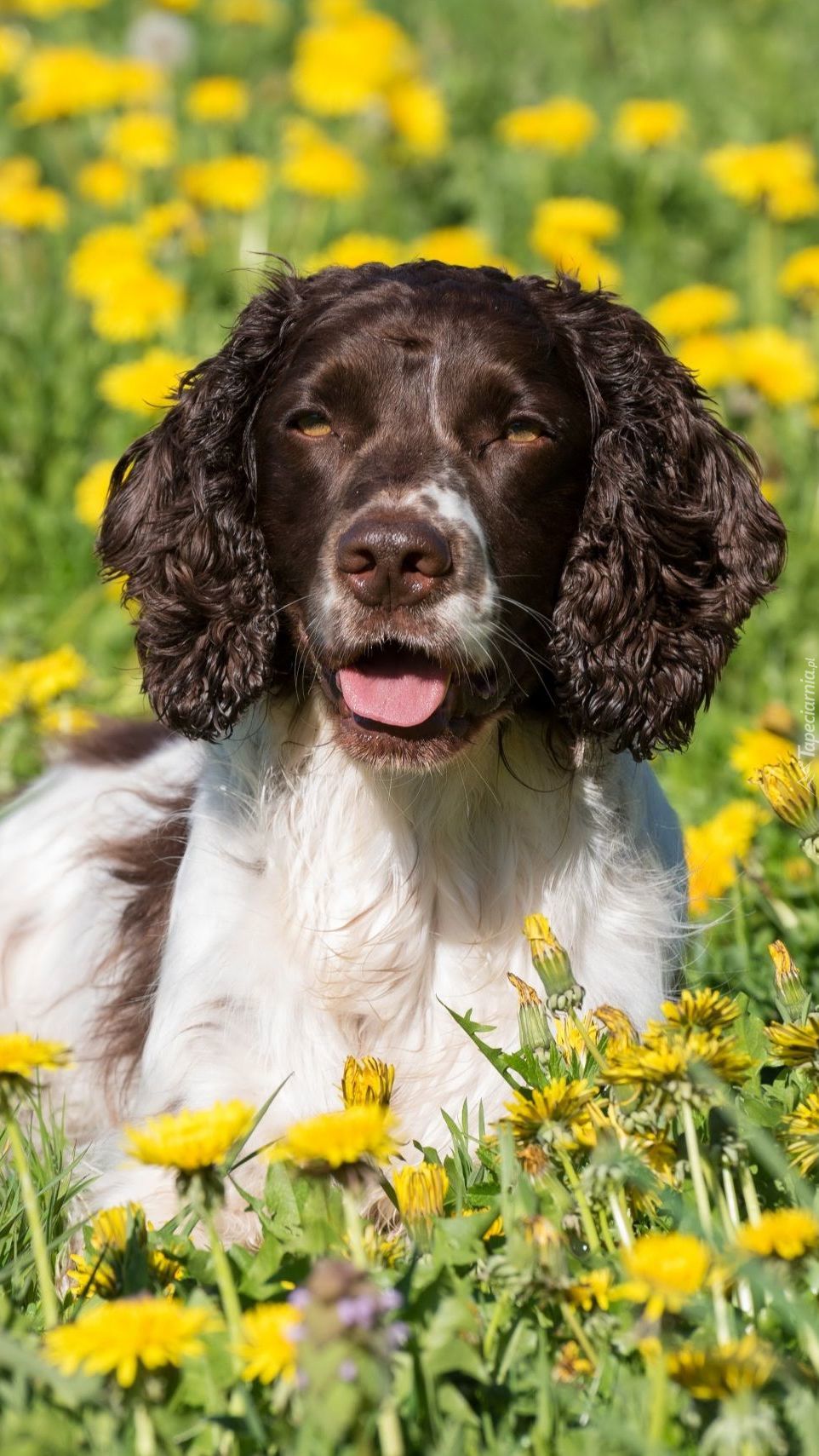 Springer spaniel angielski na łące