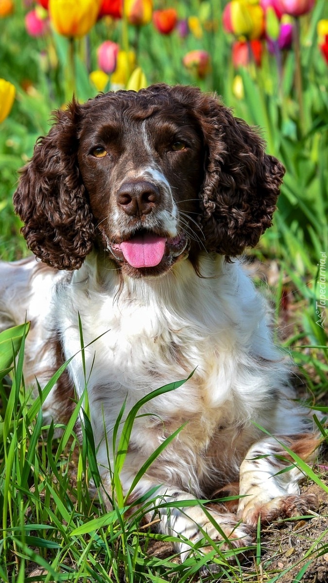 Springer spaniel angielski na tle tulipanów